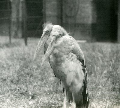 Ein Paar von Großen Indischen Marabu-Störchen im London Zoo, September 1923 von Frederick William Bond